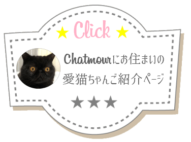 愛猫ちゃん写真